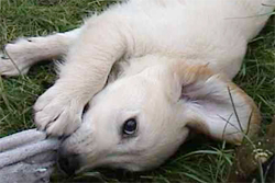 Hondentraining Breda puppytraining
